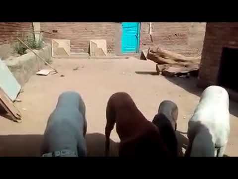 bully dogs jack & lhula bacha & ranni & leyana #animals #discovery #bullydogs #dogoargentino #shonkD