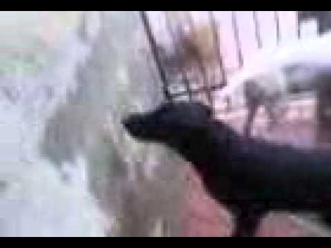 bébé chien de Mr brik