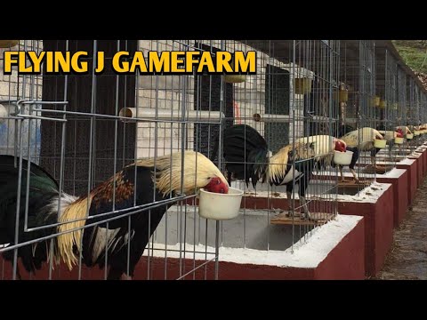 Flying J Gamefarm - Jorge Vasquez