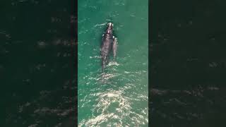 Amazing baby and mama whales #shorts #mama #baby #whales #amazing #viral  | Niccomera Channel