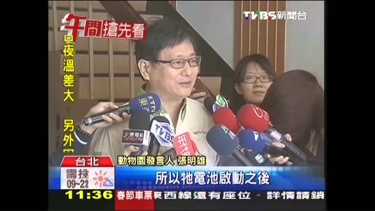 週末照上工！圓仔重摔落跑　想蹺班