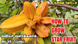 கனவுத் தோட்டம் | ஸ்டார் ஃப்ரூட் வளர்க்கிறது இவ்ளோ ஈஸியா? | How to grow Star Fruit in home garden