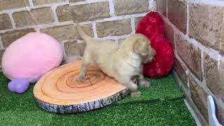 ハーフ犬の動画01