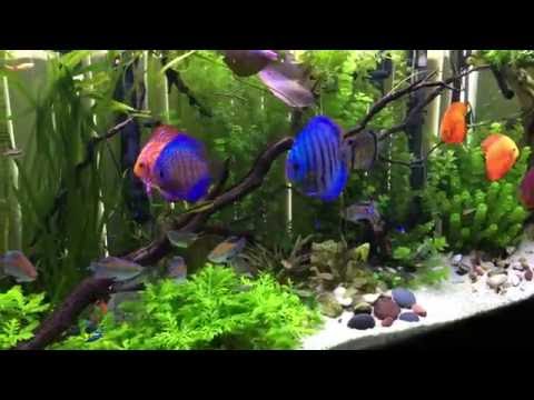 135 gallon discus and planted fish aquarium