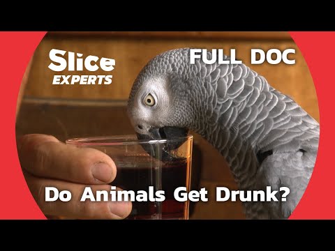 Nature's Brew: The Surprising World of Animal Alcohol Consumption | SLICE EXPERTS | FULL DOCUMENTARY