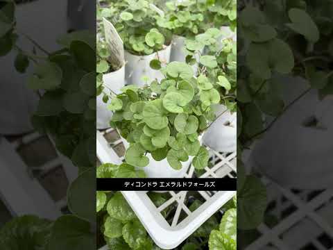 多年生のゼラニウム ロザンヌ メンテナンスをあまり必要としないグランド カバー 花