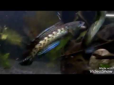 Territory Fight Channa Aurantimaculata aka Golden Cobra SnakeHead