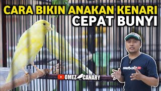 Download lagu HOW TO MAKE PAUD CANARY SOUND FAST AND DILIGENTLY SOUND mp3