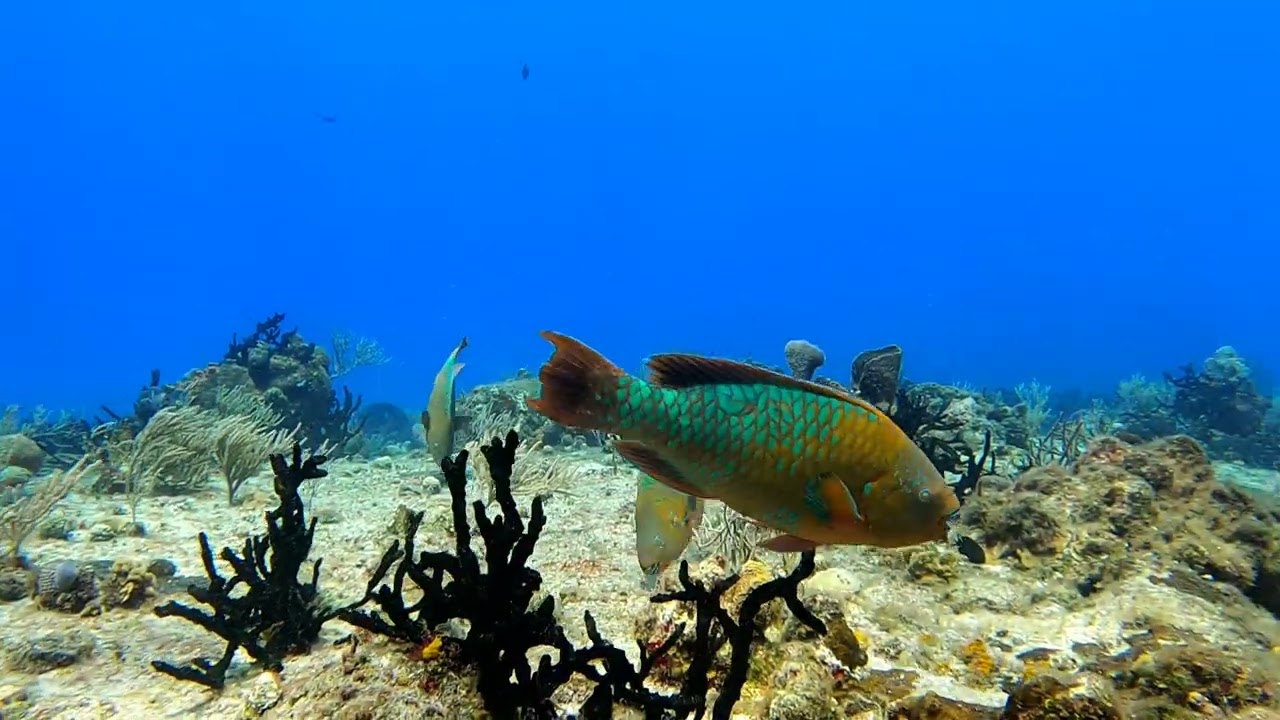 Some Mid-size parrot fish feeding on Paradise.   Reef Riders Cozumel