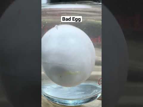 Ever wondered how to figure out if an egg is fresh or not? This is how the water test works!