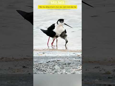 Gia đình chim cò đi tắm biển #shorts