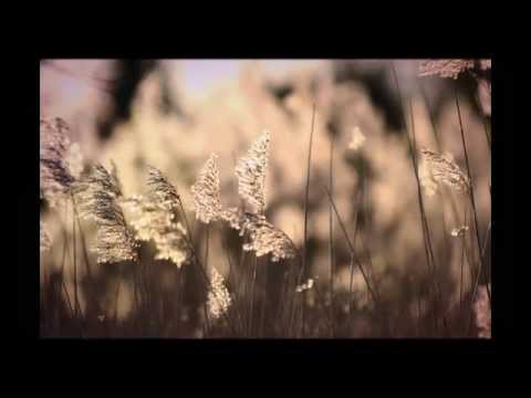 Autumn Walks Piano Composition [NEW] - Joe Curtis