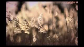 Autumn Walks Piano Composition [NEW] - Joe Curtis