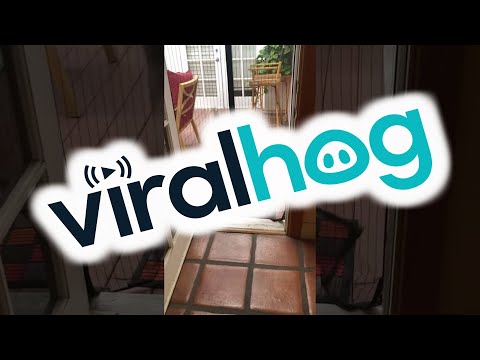 Dog and Cat Go Through Mesh Screen in Different Ways || ViralHog