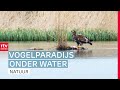 'De Onlanden worden steeds volwassener' | ROEG! | RTV Drenthe