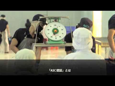 パンガシウス・スッチ