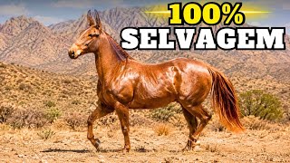 A Mula Selvagem Definitiva: Forte Demais Para Ser Domesticada?