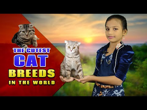 உலகின் மிக அழகான பூனை இனங்கள் / Stories With Krishika