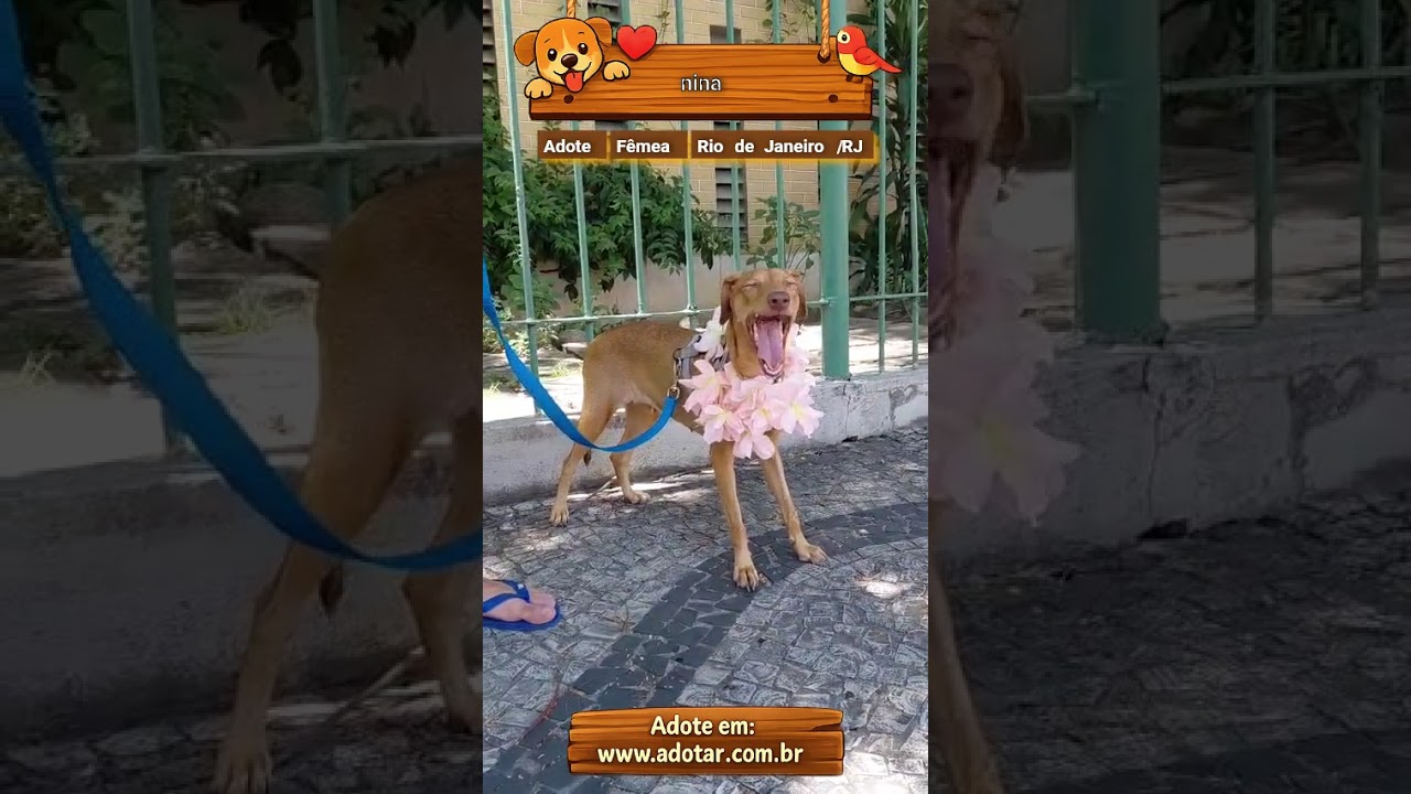 Cachorro raça SRD-ViraLata idade 1 ano nome nina