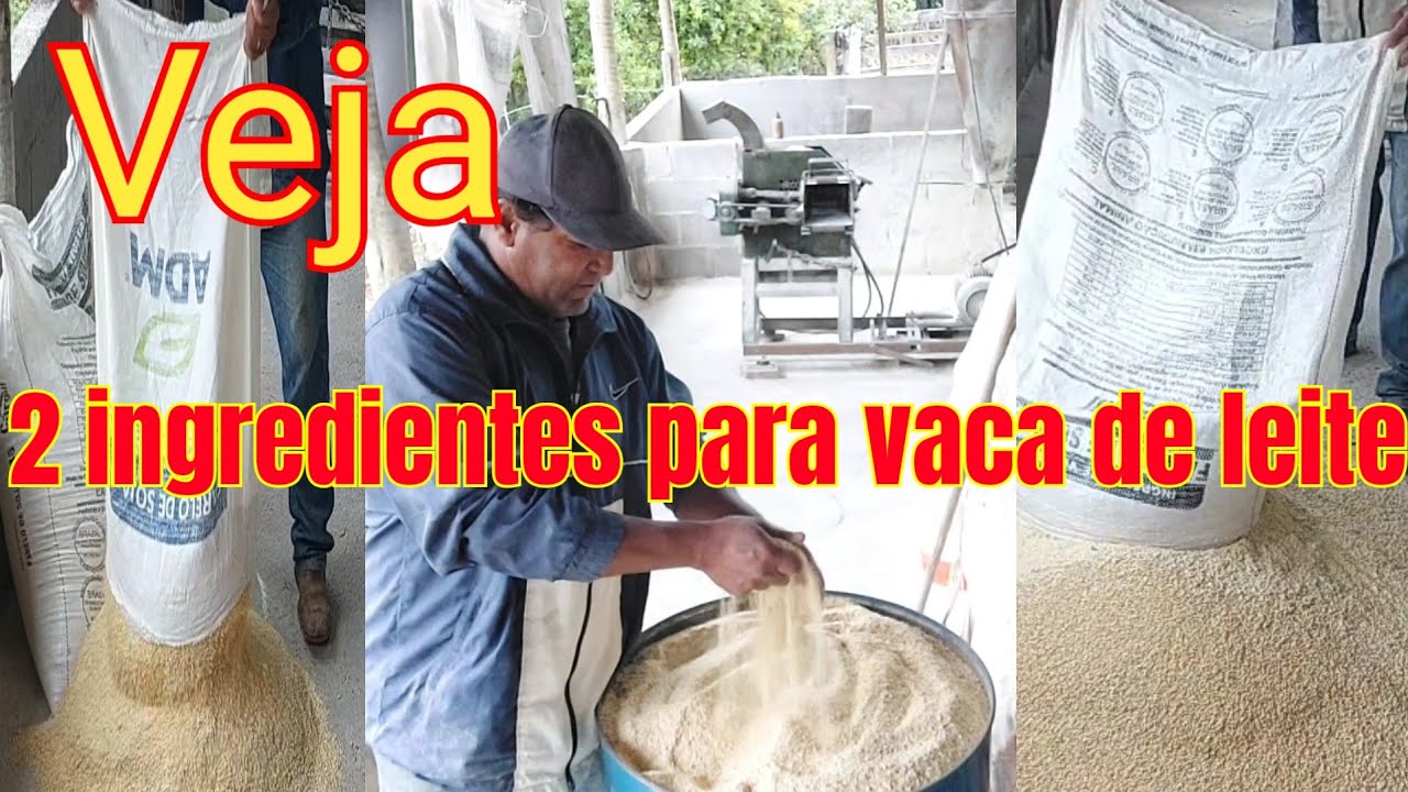 raçao pra vacas de leite #gado #dica