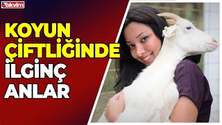 Dersimiz koyun ve keçilere dış parazit banyosu