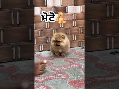 samadh pom kennel#cute#toypomdog#smalldog #rap