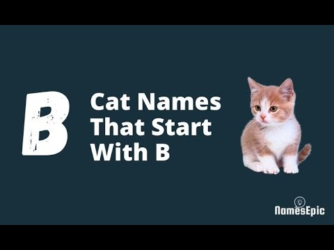 20 Best Cat Names That Start With 