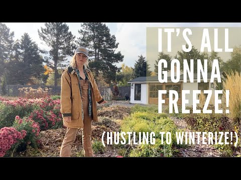 農場は冬に向けて準備中です：ラベンダー、ダリア、そして最後の収穫！