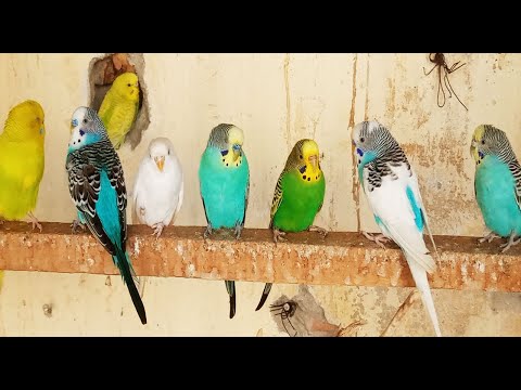 8 hours of budgie sounds to encourage your parrot to eat and sing Budgies Singing