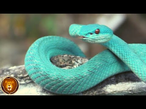 The most terrifying snakes that really exist