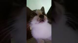 Download lagu kucing lagi santai#shorts #viral #pencintahewan #subscribe mp3