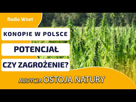 Konopie w Polsce: ogromny potencjał czy trudny biznes? Odpowiada specjalista - STUDIO OSTOJA NATURY
