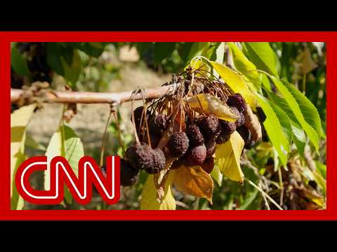 在農作物腐爛時與躲藏起來的農場工人見面 (Meet the farmworkers in hiding as crops rot)