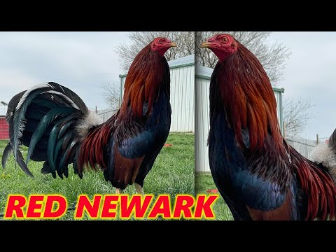 Asil Col Givens Hatch Sweater Kelso Albany - Red Newark Farm Beautiful Birds