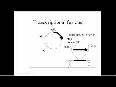 Research Technique - Reporter Gene 1