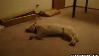 Dog Dreaming funny Video