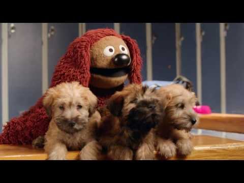 Pup Talk with Rowlf the Dog | Animal Planet's Puppy Bowl | Muppets Most Wanted | The Muppets