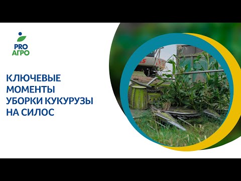 Ключевые моменты уборки кукурузы на силос