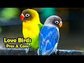 Love Birds as Pets: The Pros and Cons of Keeping Love Birds as Pet