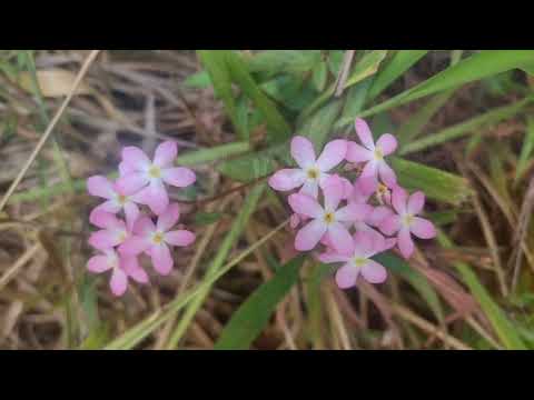 El Río Caris del Municipio Aguasay al oeste del estado Monagas el 01 de enero de 2026.