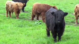 Herd Of Highland Cows Angus Scotland