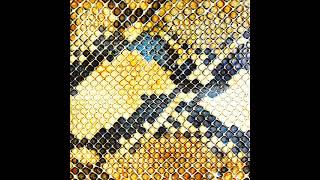 The Amazing Snakeheads - Where Is My Knife?