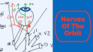 Nerves of the Orbit