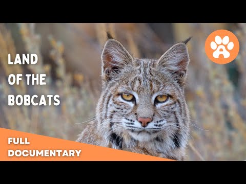 Land of the Bobcats | Full Documentary