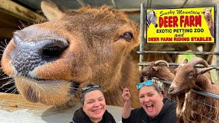 *Top Attraction* Animal Encounters @ Smoky Mountain Deer Farm & Exotic Petting Zoo, Sevierville, TN