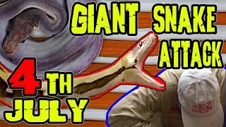 WOW 4th Of July Snake Attacks REALITY TV by Prehistoric Pets TV