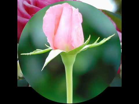 Beauty flowers rose video by Malik rab Nawaz awan pakistani