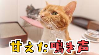 甘えた鳴き声で話しかけてくる猫が可愛い。