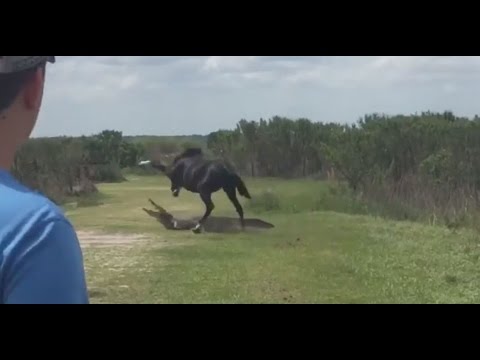 Pferd vs. Alligator