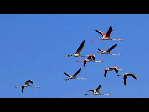 Ernesto Cortazar - Secret Feelings